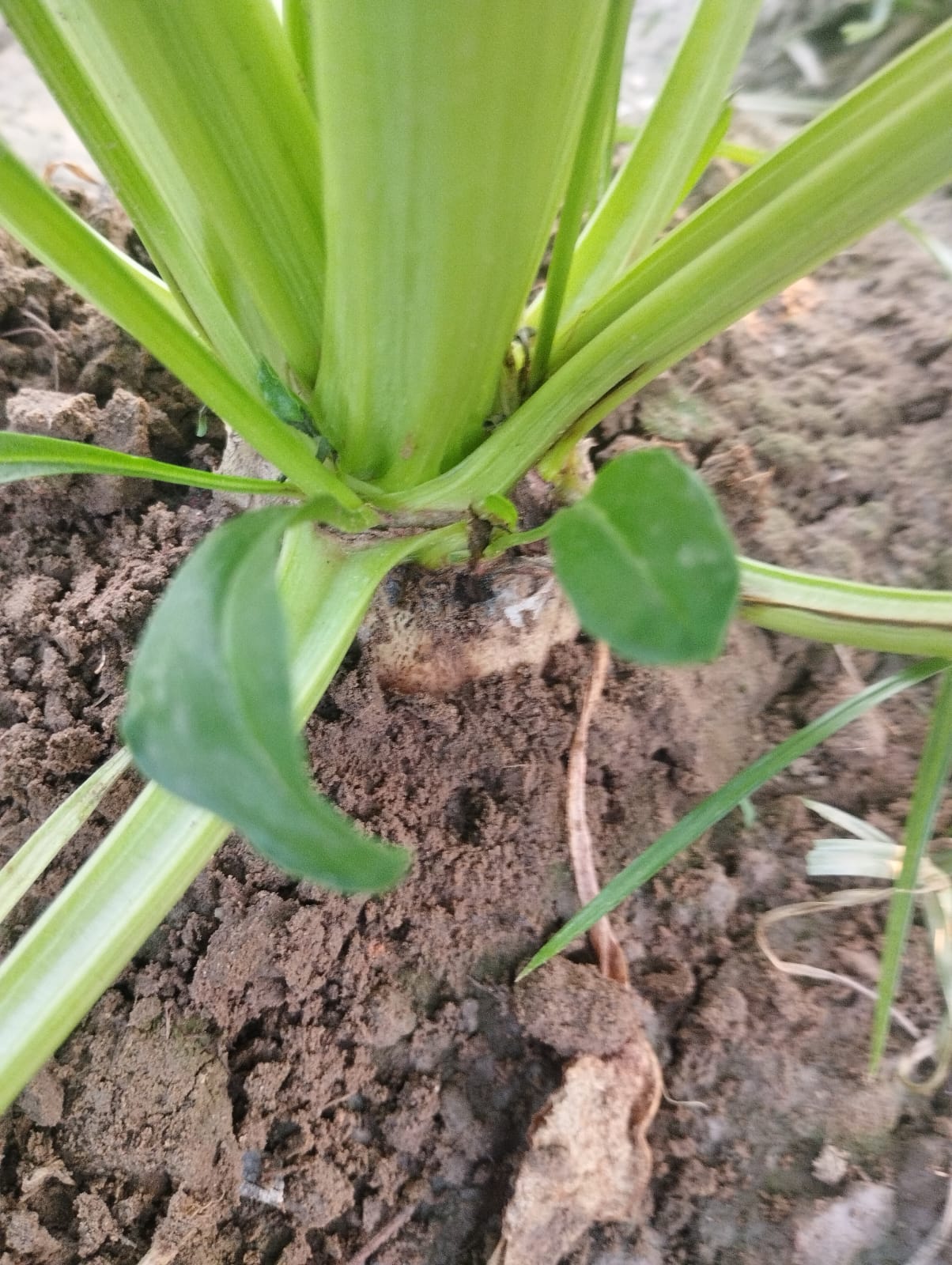 WhatsApp Image 2025-07-12 at 4.51.13 PM